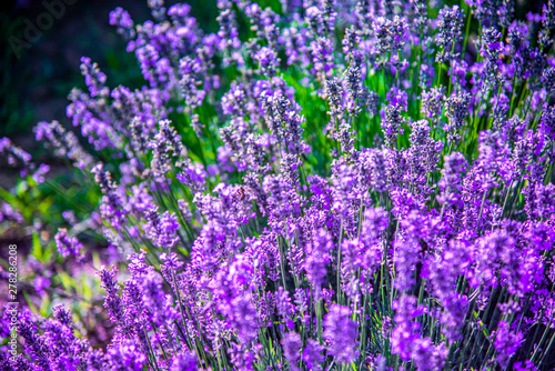 lavander field