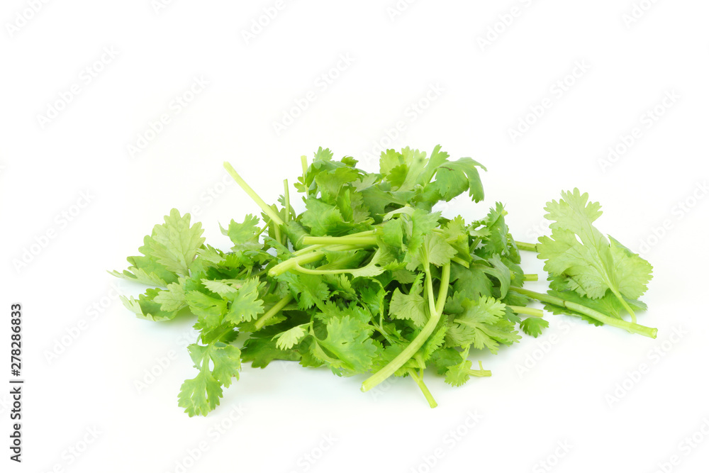 Healthy Food and herbs bunch of coriander leaves vegetable isolated on white background Healthy Food and herbs bunch of coriander leaves vegetable isolated on white background