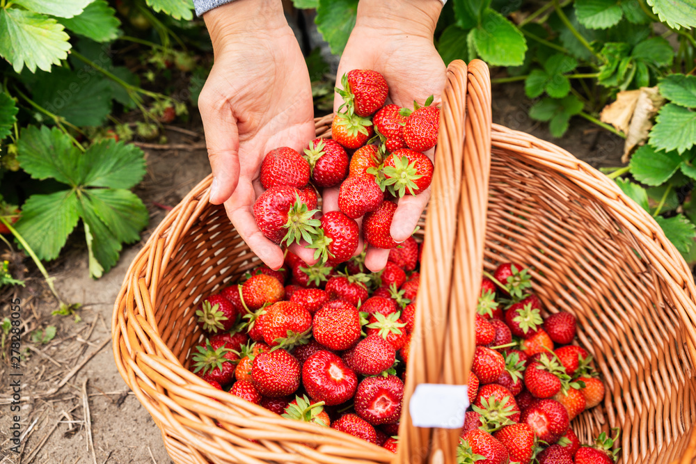 Woman Hands Putting Picked Strawberries Into The Basket Woman Hands Putting Picked Strawberries Into The Basket