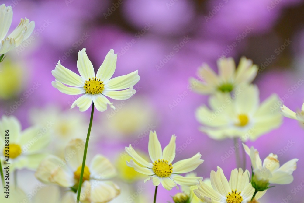 薄い黄色のコスモスの花です。