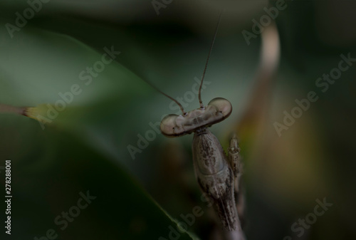 Mantis sobre hoja