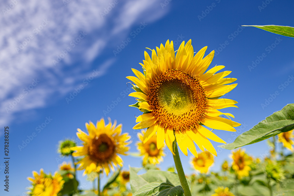 Sunflower in Zama Sunflower Farm(座間ひまわり畑のひまわり)