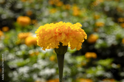 Close up of beautiful Marigold flower (Tagetes erecta, Mexican, Aztec or African marigold) With natural light