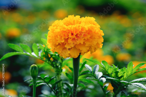 Close up of beautiful Marigold flower (Tagetes erecta, Mexican, Aztec or African marigold) With natural light