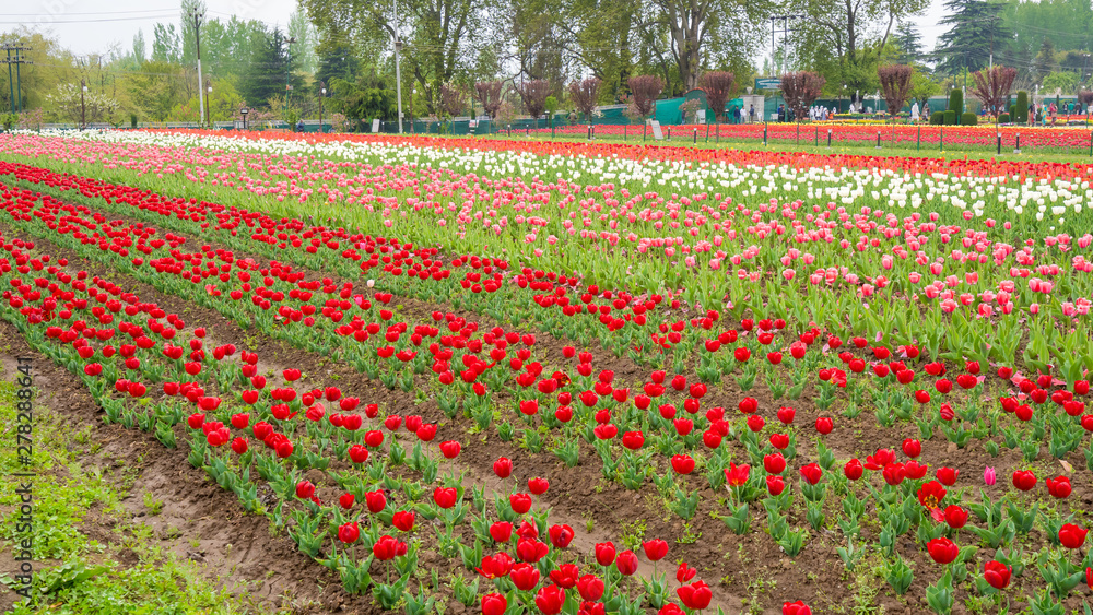 Beautiful tulip flowers is a veritable Eden of Indira Gandhi memorial