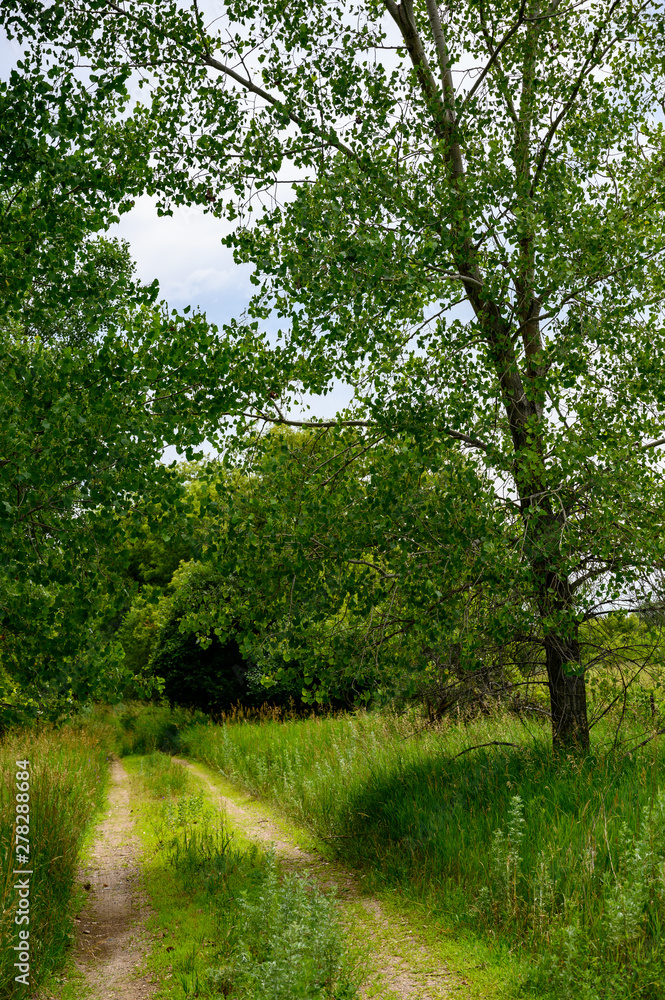 Rural dirt road along grass pasture field Rural dirt road along grass pasture field