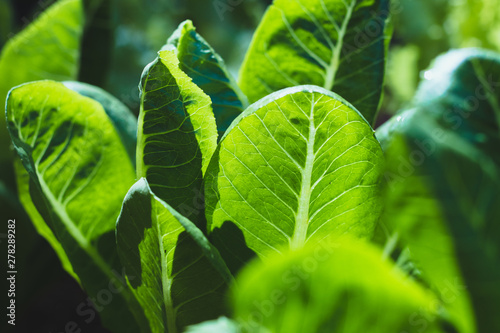 green cos lettuce or Cos Romaine Lettuce on healthy  vegetables salad  food nature background