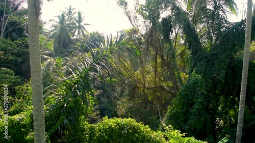 Relaxing view of tropical jungle forest during the hot day in Bali island, Indonesia