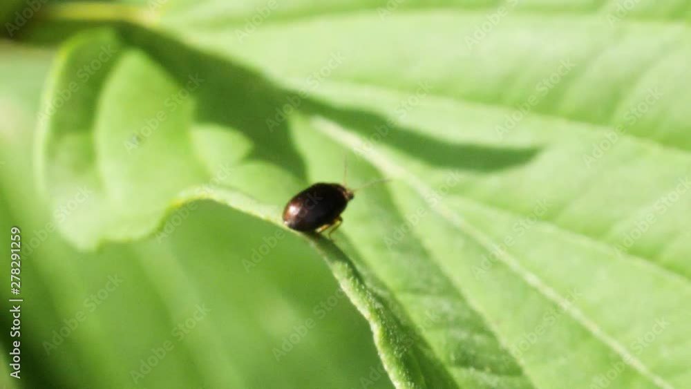 Close up shot of a small black beetle sitting on a green leave in the sun in slow motion. Close up shot of a small black beetle sitting on a green leave in the sun in slow motion.