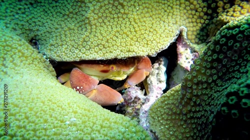 Variable coral crab (Carpilius convexus) hiding under coral polyp photo