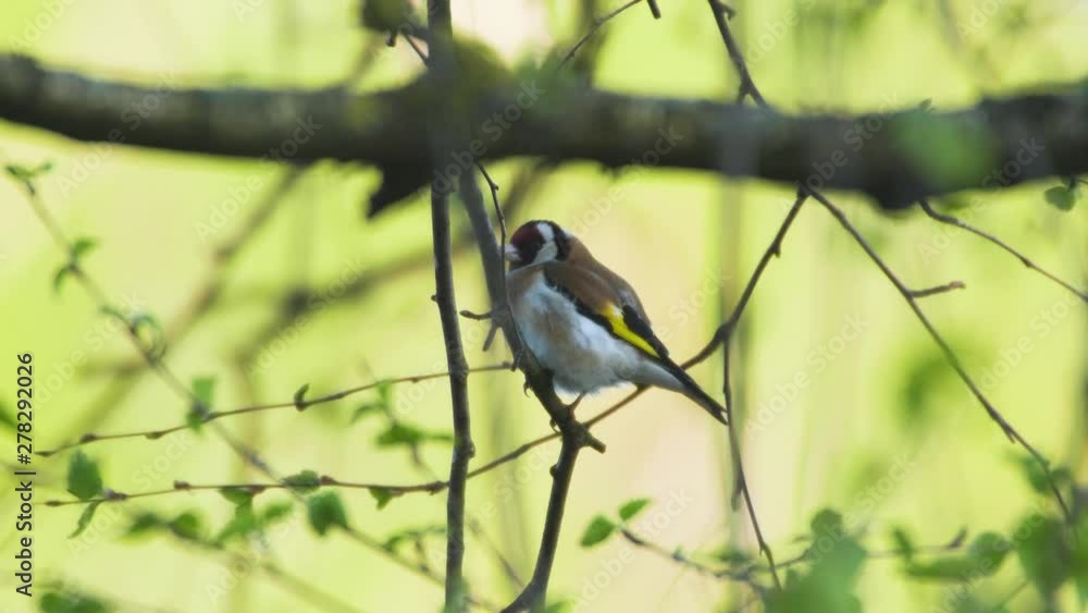 Goldfinch Carduelis carduelis colorful in the tree Goldfinch Carduelis carduelis colorful in the tree