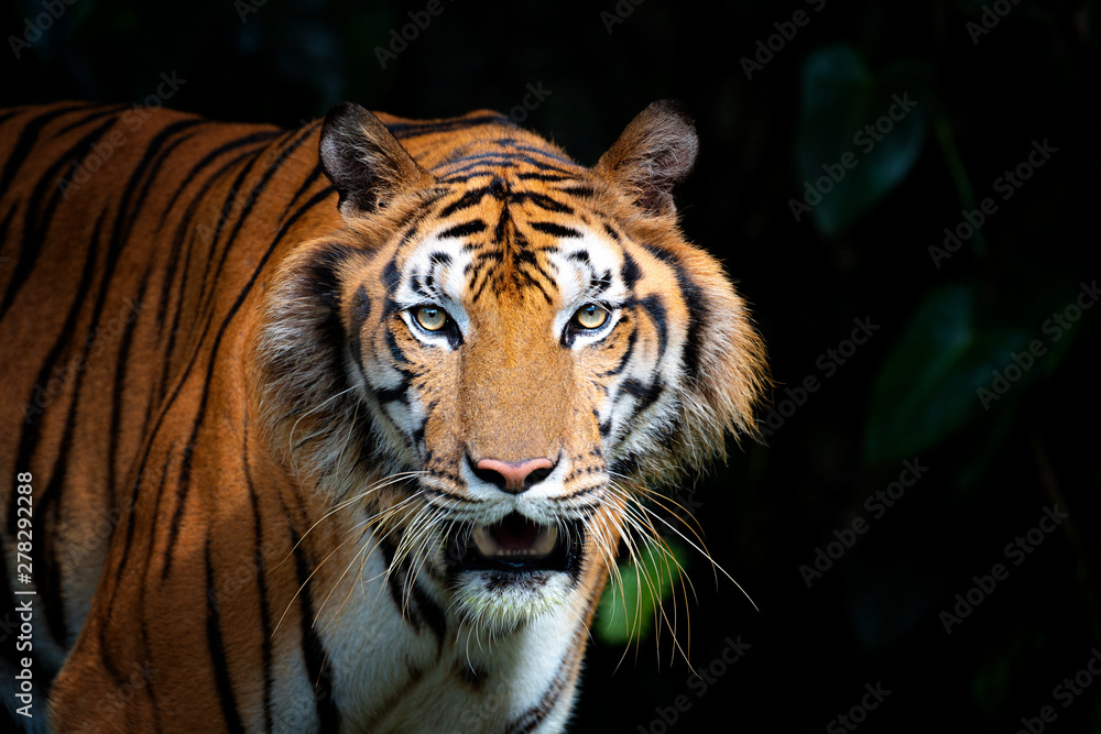 Fototapeta premium Głowa tygrysa