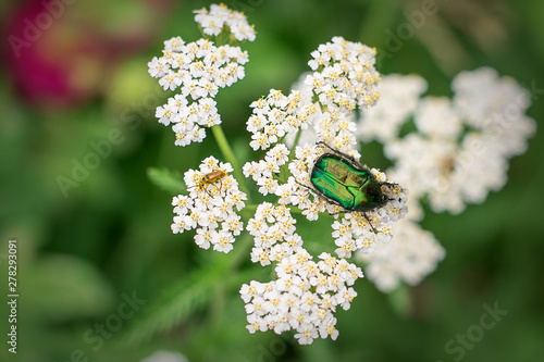  Cetonia aurata is a species of beetles from the subfamily Cetoniinae bronze in the family of lamellar scarabs on a white flower. May beetle on white flower on green grass background