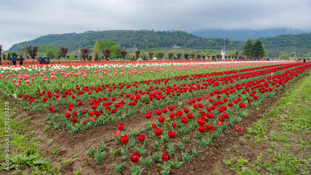 Beautiful tulip flowers is a veritable Eden of Indira Gandhi memorial