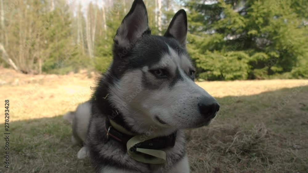 Husky sheltering in the shade from the intense Finland sun Husky sheltering in the shade from the intense Finland sun