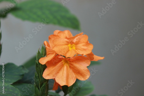 Kashi Thetti (Canon DSLR pic with out editing). Indian Flower known to be Kashi Thetti
