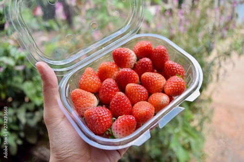 fresh strawberry in Thailand