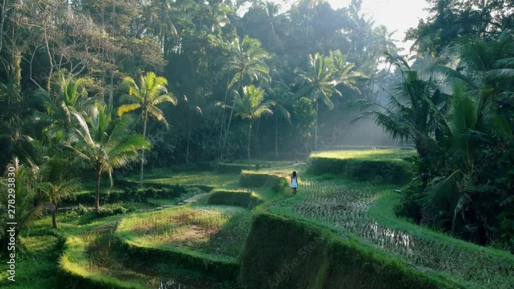 Woman Walking in Bali Rice Terraces Woman Walking in Bali Rice Terraces