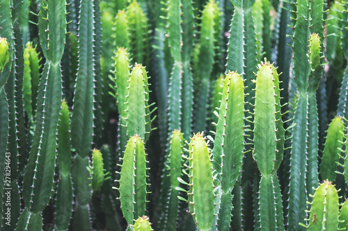Closeup image of euphorbia ingens cactus photo