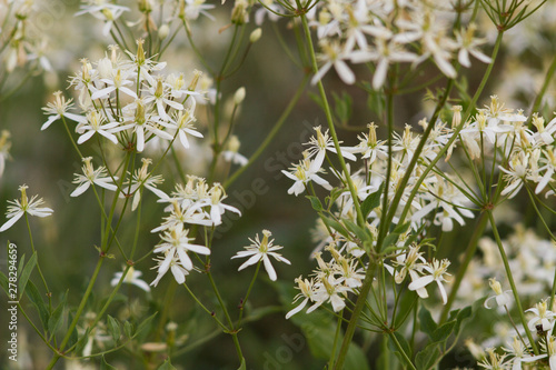 flowering plants clematis recta inflorescence