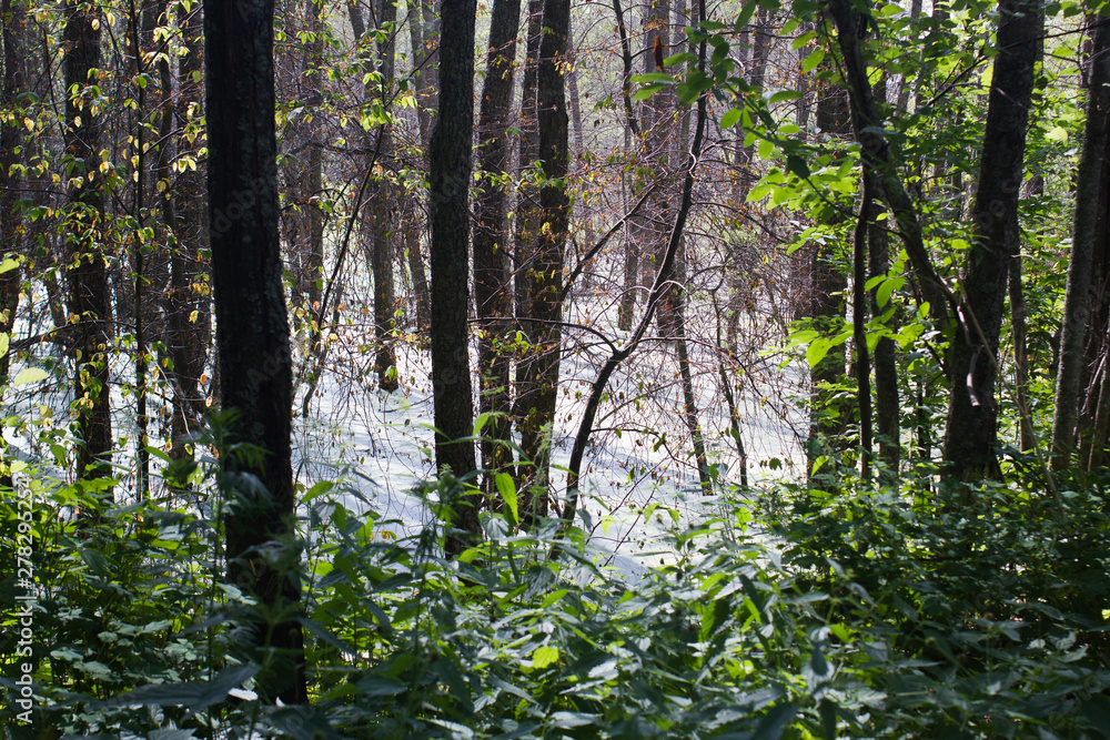 blooming forest lake appeared as a result of the dam built by the beavers blooming forest lake appeared as a result of the dam built by the beavers