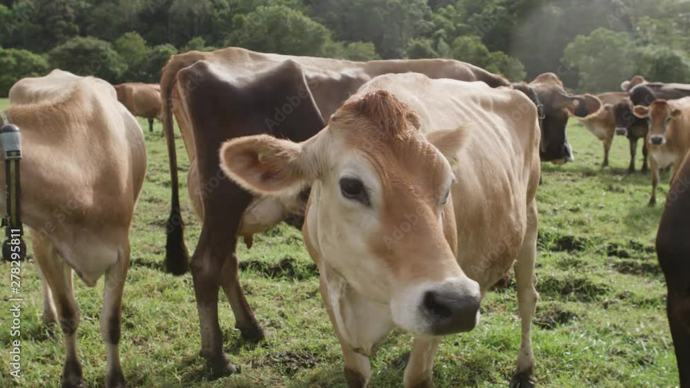 Curious friendly cows in a field Curious friendly cows in a field