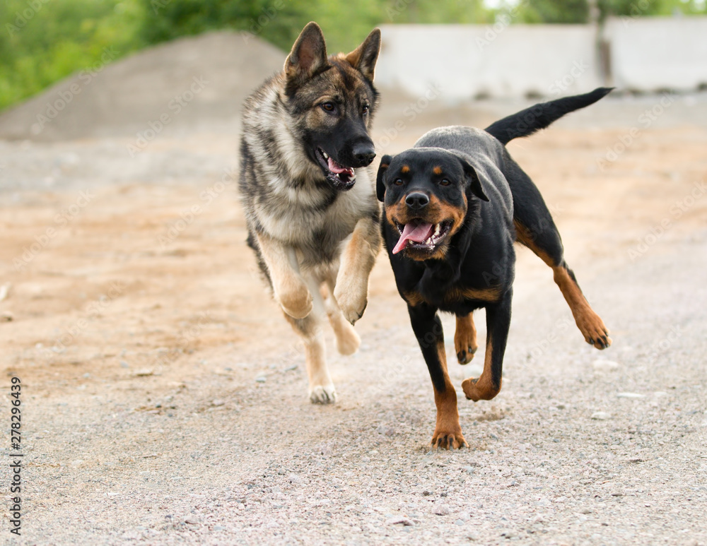 German Shepherd and Rottweiler Running and Playing German Shepherd and Rottweiler Running and Playing
