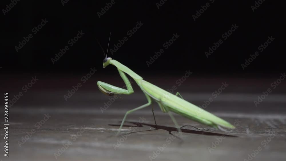 Close up of Praying Mantis moving head in interior brown wood floor. Full body of Mantis Religiosa with artificial lights. Close up of Praying Mantis moving head in interior brown wood floor. Full body of Mantis Religiosa with artificial lights.