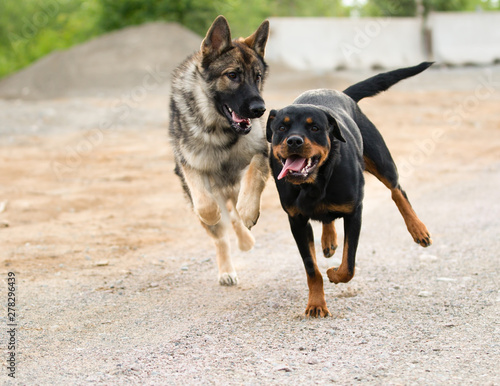 German Shepherd and Rottweiler Running and Playing