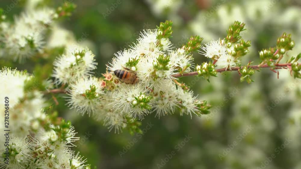 Honey Bees flying around flowers collecting nectar. Honey Bees flying around flowers collecting nectar.