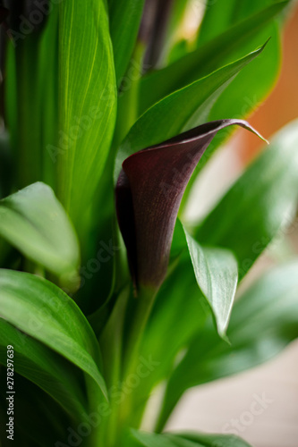 Wallpaper Mural Zantedeschiaaethiopica Aethiopica dark purple Room calla black Torontodigital.ca