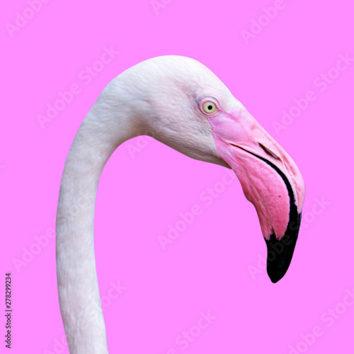 Close-up a head of flamingo isolated with clipping path on pink background. animal life image.
