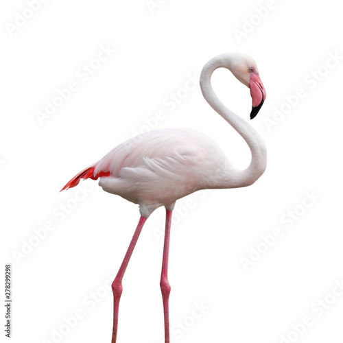 Flamingo bird isolate with clipping path on white background. animal life image...