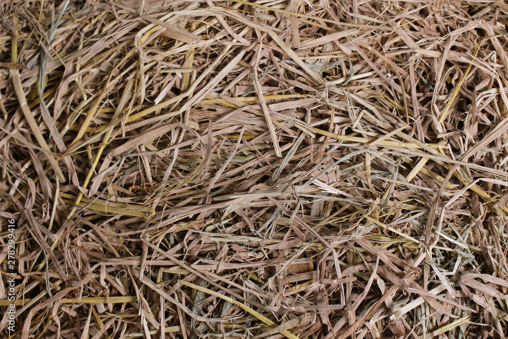 Dry straw texture background. Vintage style for design.