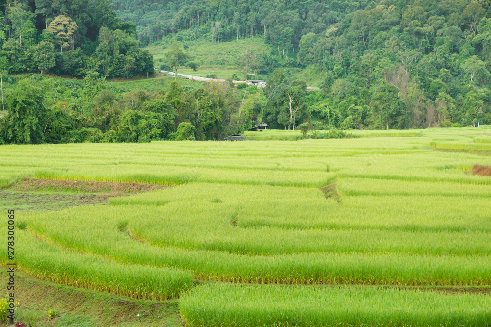 Green rice field in chiangmai, thailand