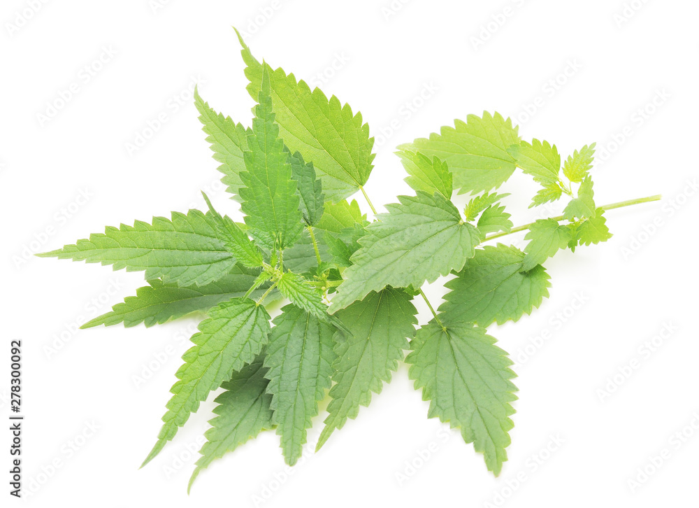 Green nettle with bloom. Green nettle with bloom.