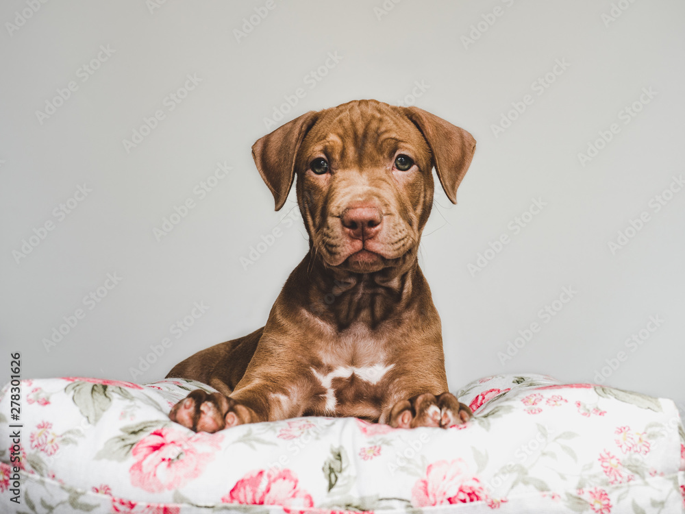 Young, charming puppy, lying on a white pillow. Close-up, isolated background. Studio photo. Concept of care, education, training and raising of animals