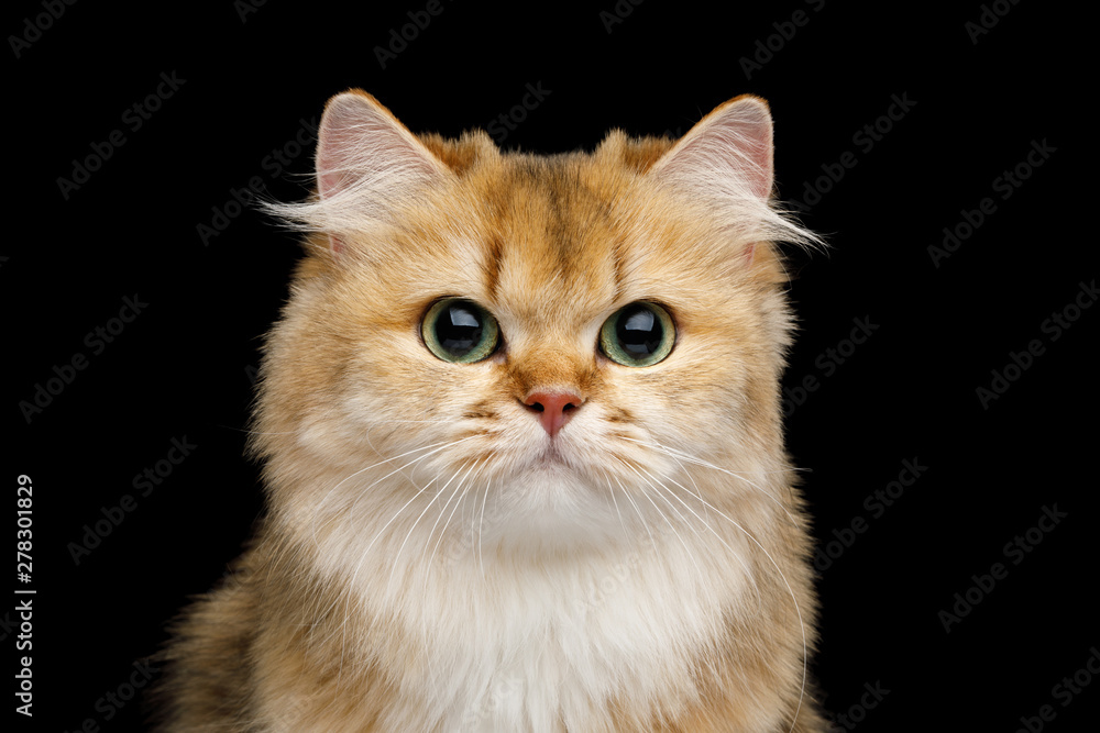 Close-up Portrait of Furry British Cat Red Chinchilla color with Green eyes  Gazing on Isolated Black Background, front view Stock Photo | Adobe Stock