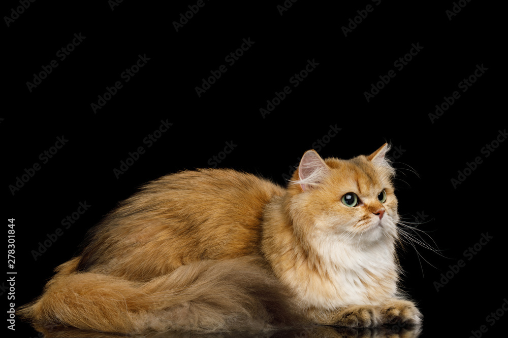 Fototapeta premium British Cat Red Chinchilla color with Furry tail Lying on Isolated Black Background, side view