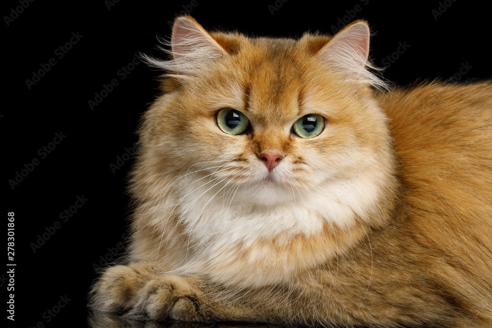 Close-up British Cat Red Chinchilla color with Green eyes Lying on Isolated Black Background, side view