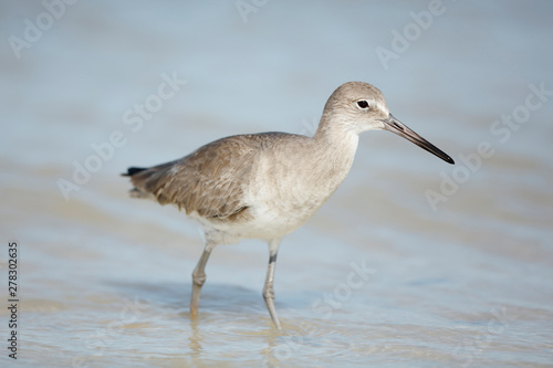 Willet photo