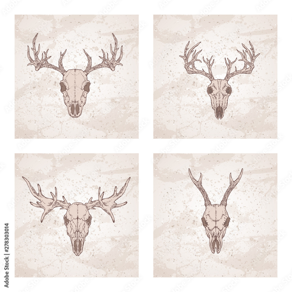 Vector set of four illustrations with hand drawn skulls roe deer, moose ...