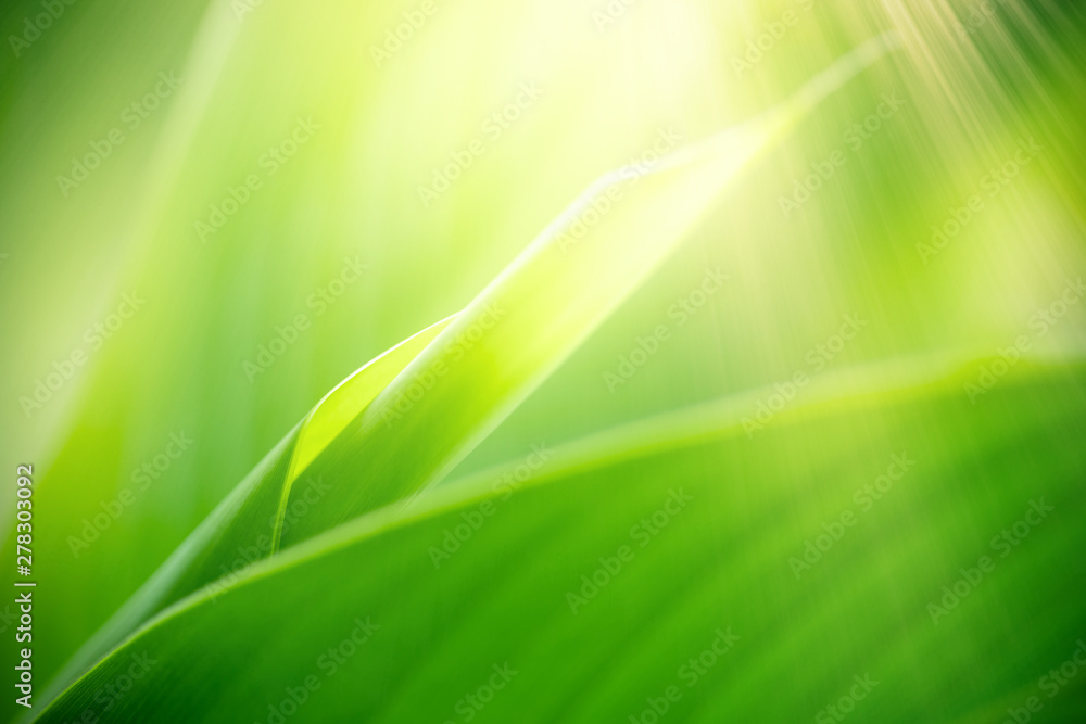 Nature of green leaf in garden at summer. Natural green leaves plants using as spring background cover page greenery environment ecology wallpaper Nature of green leaf in garden at summer. Natural green leaves plants using as spring background cover page greenery environment ecology wallpaper