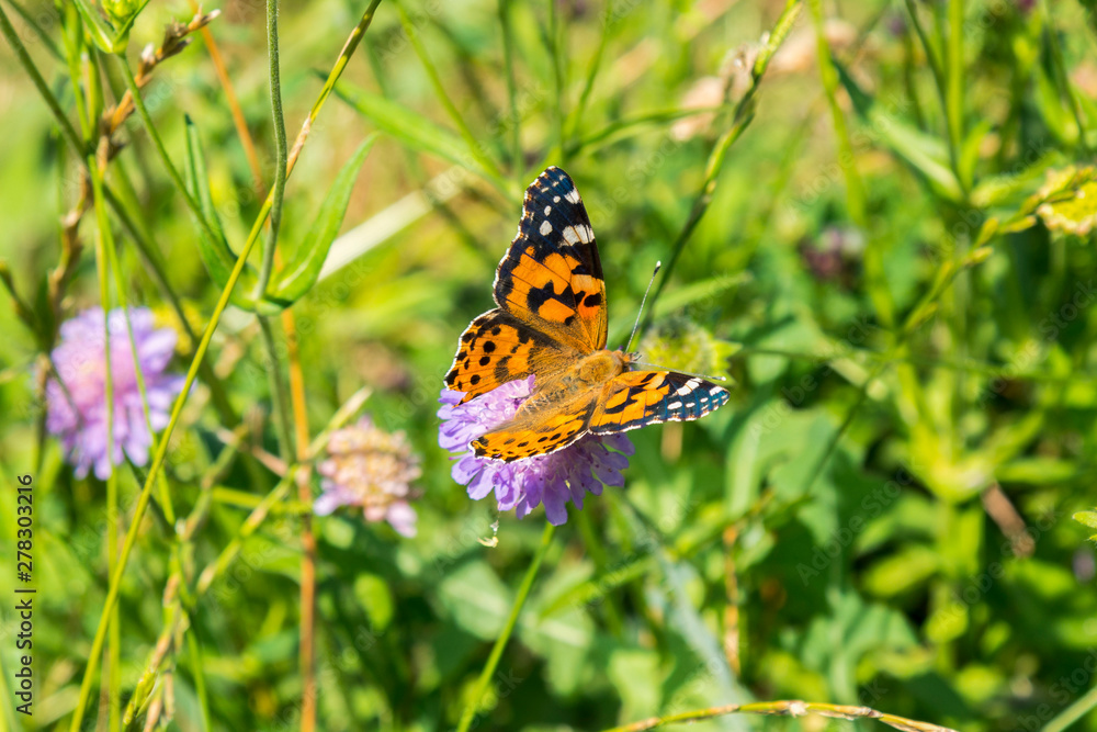 Butterfly on a purple flower on the field. close up Butterfly on a purple flower on the field. close up