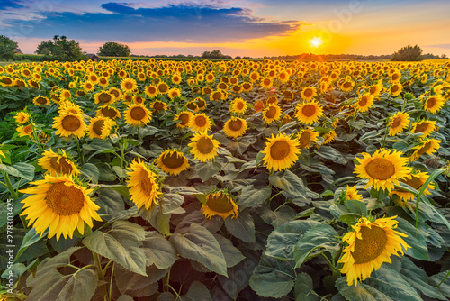 Beautiful sunflower field panorama in sunset in summer	