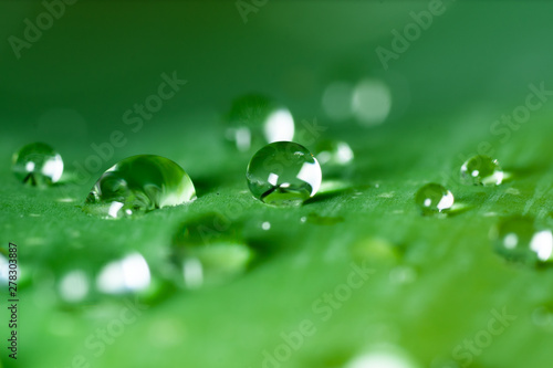 water on the leaf 
