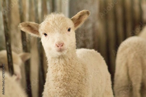 Baby sheep photo