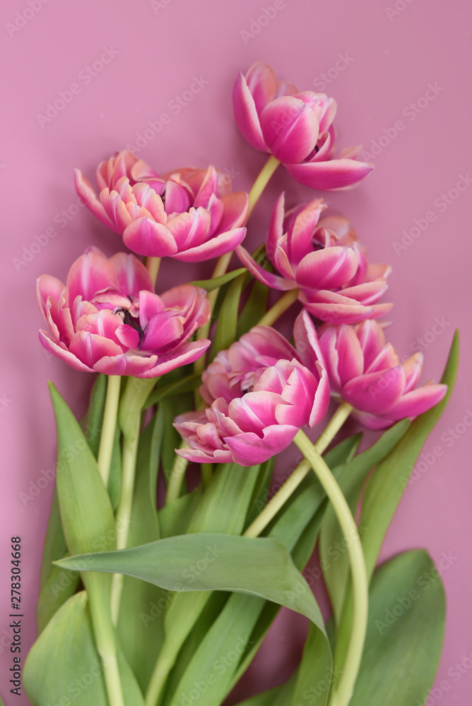 Tulips on pink background Tulips on pink background