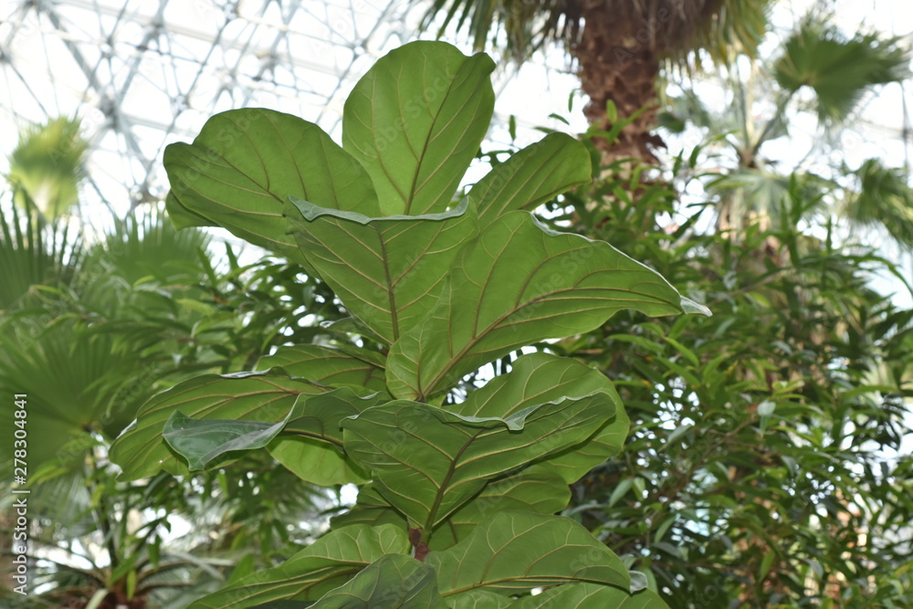 Obraz premium plantas verdes,flores.ojas,jardin
