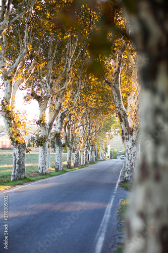 Long Road With Trees In Provence, France